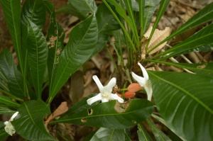 DSC_0353 Erytrochiton brasiliense Rutaceae_MarkusRauscher